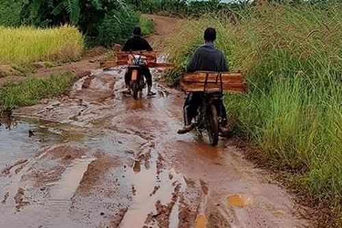 37 gốc cây gần chốt bảo vệ rừng Mang Yang bị 'xẻ thịt'