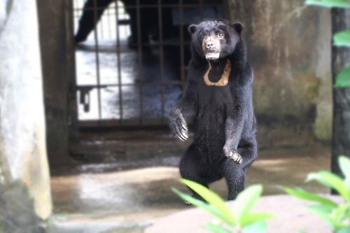 Loài gấu nhỏ nhất sống trong Thảo Cầm Viên Sài Gòn có gì đặc biệt?
