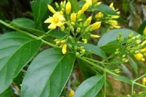 Đề nghị truy tố đối tượng đầu độc 5 người trong 1 gia đình bằng lá ngón