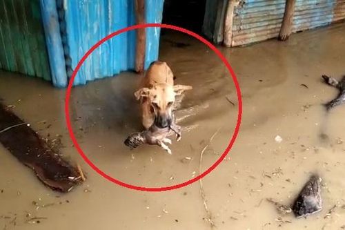 Chó mẹ tha con khỏi ngôi nhà bị ngập lụt