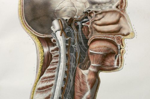 Phát hiện cấu trúc mới trong cơ thể con người