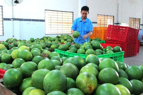 ĐBSCL: Bưởi da xanh hút hàng, tăng giá