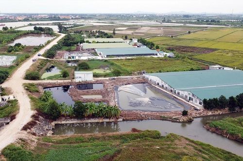 Dân khổ vì trang trại lợn gây ô nhiễm