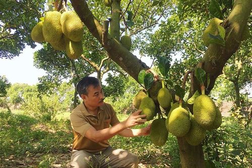 Từ 10 cây mít lạ, lão nông bất ngờ thắng lớn tiền tỷ mỗi năm