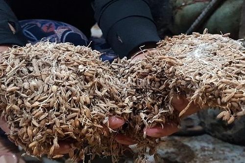 Nông dân Quảng Trị suy sụp nhìn thóc lấm bùn, mọc mầm sau lũ