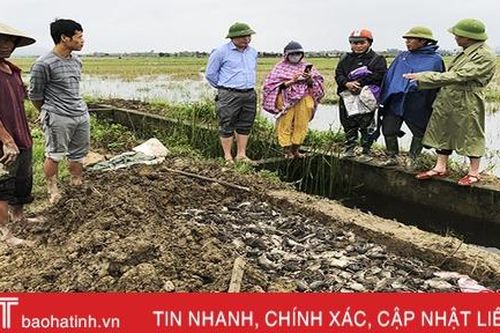 Đức Thọ ra quân tiêu diệt 100 ngàn con chuột