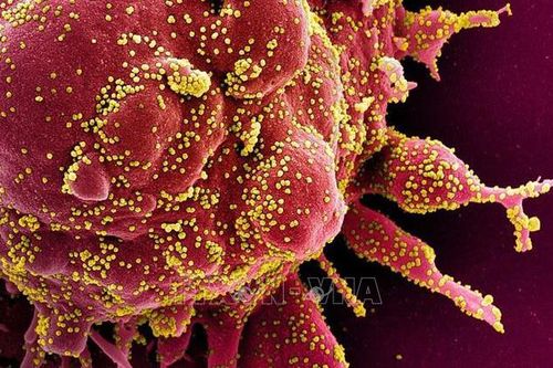 Phát hiện con đường xâm nhập khác của virus SARS-CoV-2 vào cơ thể người