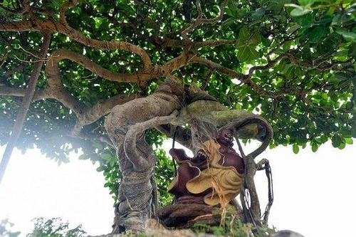 Ngắm cây si 'Thạch Sanh' không phải cứ có tiền là mua được