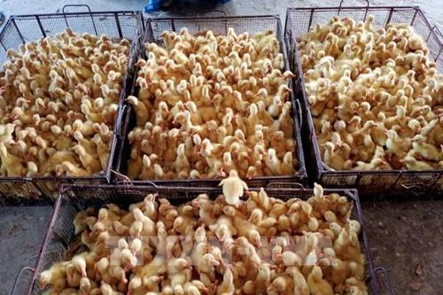 Hưng Yên thí điểm nuôi vịt an toàn sinh học theo hướng VietGap