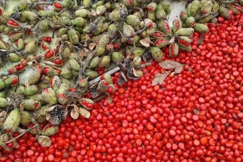 Tứ đỉnh gia vị đặc sản Tây Bắc thơm 'nức nở', có loại tiền triệu chưa chắc đã mua được