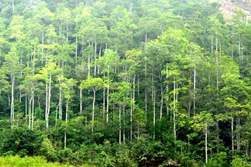 Phục hồi rừng để chống lũ lụt