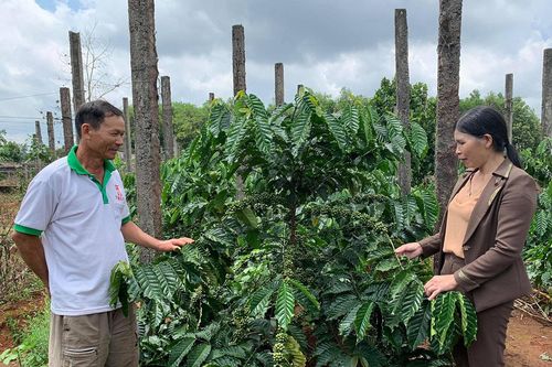 Chư Prông: Hơn 9,4 tỷ đồng triển khai dự án liên kết sản xuất theo chuỗi giá trị
