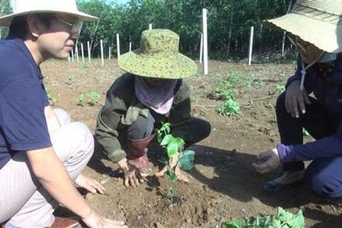 Huyện Vĩnh Linh mở rộng thêm 10 ha chanh leo