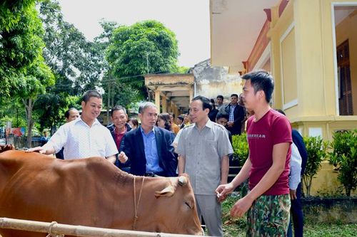 Trao bò giống, tạo sinh kế thoát nghèo tại xã Kiên Đài