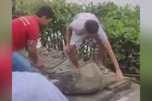 Người dân bắt cá sấu sổng chuồng ở miền Tây