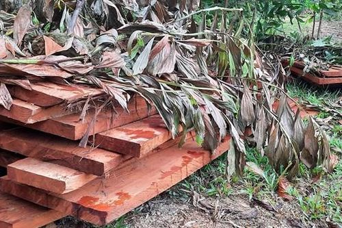 Quảng Nam: Yêu cầu điều tra vụ phá rừng ở tiểu khu 720