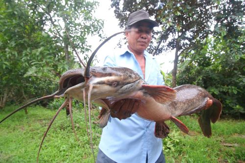Bắt được cá trê dài hơn 1 m ở Hậu Giang