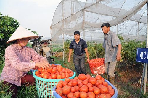 Mở rộng cơ hội phát triển kinh tế tập thể, hợp tác xã