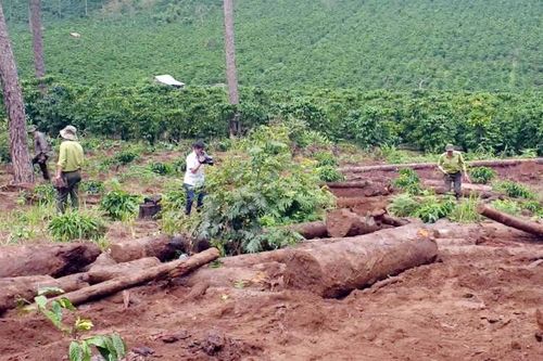 Phạt doanh nghiệp 251 triệu đồng về hành vi chuyển đổi đất rừng trái phép