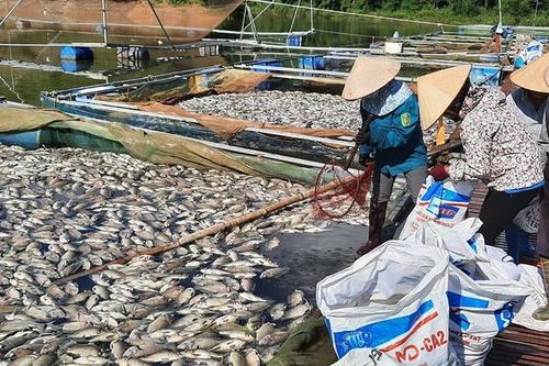 Điện Biên: Xác minh nguyên nhân hàng chục tấn cá chết tại hồ Hồng Khếnh