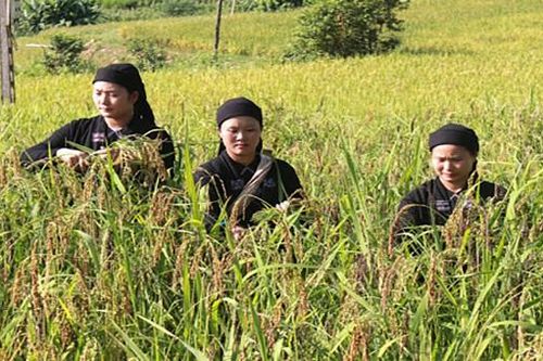Hà Giang: Người dân La Chí rộn ràng tổ chức lễ mừng cơm mới