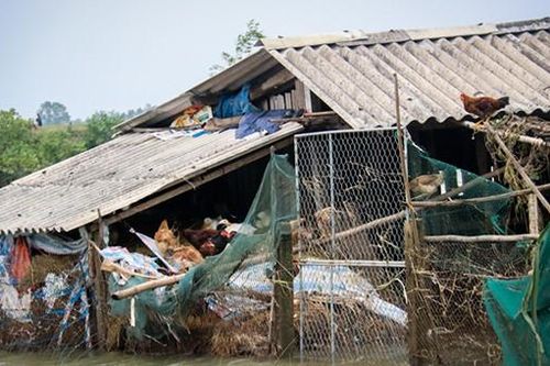 Chùm ảnh: Dân ở rốn lũ Hà Tĩnh gượng dậy sau lũ lớn