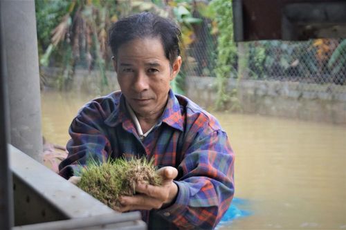 Khóc ròng vì lũ khiến thóc mọc mầm, gạo hóa bột