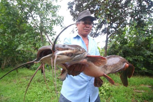 Bắt được cá trê 'khủng' dài 1 mét ở Hậu Giang