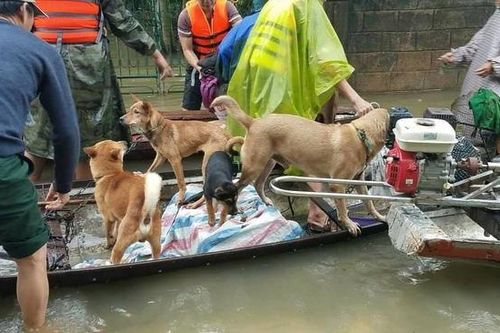 Ấm lòng hình ảnh hàng trăm con vật được giải cứu khỏi vùng 'rốn lũ': 'Biết làm sao khi mạng sống con người còn chưa chắc giữ được'