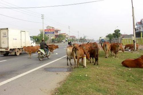 Xử phạt người dẫn dắt súc vật vi phạm quy định giao thông đường bộ