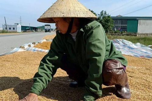 Người dân vùng lũ Hà Tĩnh xót xa nhìn thóc nảy mầm trắng xóa