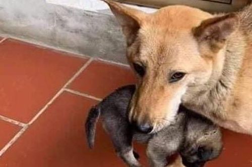 Chú chó mẹ tha con chạy lũ bây giờ ra sao?
