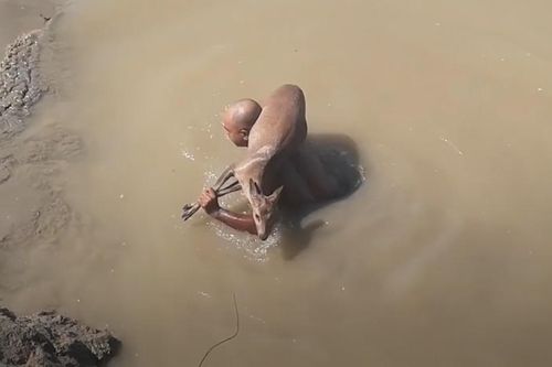 Người đàn ông liều lĩnh cứu con hươu thoát khỏi đầm lầy