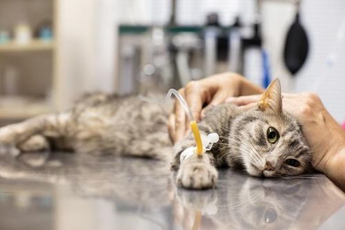 Dư luận Trung Quốc phẫn nộ vụ mèo mang thai bị dội nước sôi