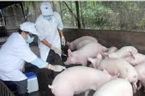 Phê duyệt Chương trình quốc gia phòng, chống bệnh lở mồm long móng