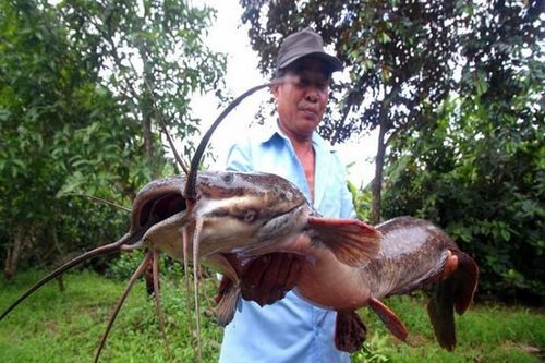 Cá trê khủng 1m ở Hậu Giang: Soi các 'thủy quái' có 1-0-2 tại Việt Nam