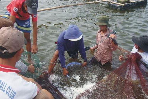 Có chính sách để nông dân ứng dụng công nghệ, phát triển thị trường