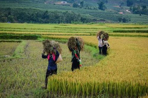 Tình yêu nghề và hành trình mang bảo hiểm chạm đến cuộc sống vùng cao