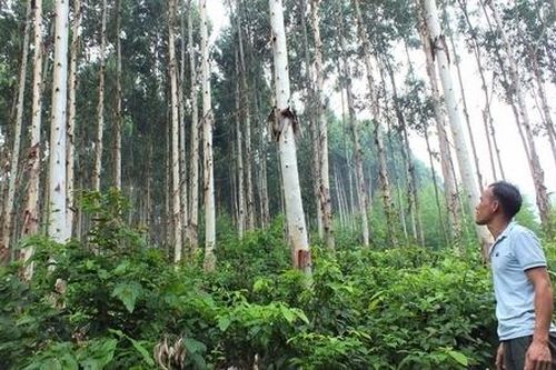 Ký Thỏa thuận Chi trả dịch vụ Giảm phát thải vùng: Việt Nam được lợi kép
