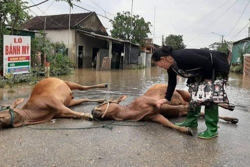 Hình ảnh người phụ nữ khóc nức nở khi thấy 2 con bò đã chết sau trận lũ khiến nhiều người nặng lòng