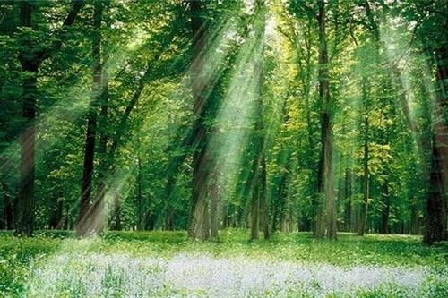 Việt Nam thu về 1.200 tỷ đồng nếu giảm phát thải CO2 tại sáu tỉnh
