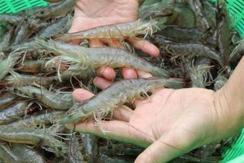 Minh Phú sẽ kháng cáo sau khi bị Hoa Kỳ áp thuế chống bán phá giá như Ấn Độ