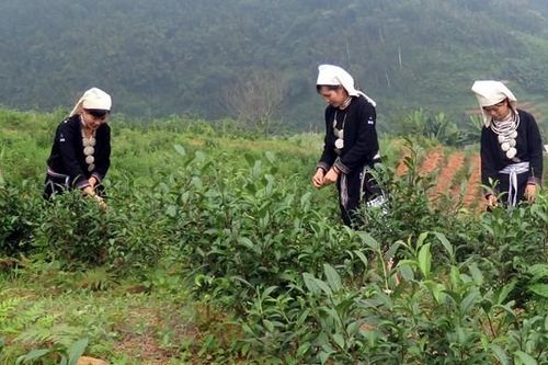 Tuyên Quang: Xây dựng thương hiệu chè Shan tuyết