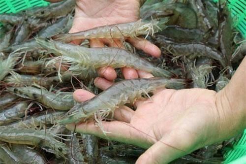 Bị Mỹ áp thuế, 'vua tôm' Minh Phú cho biết sẽ kháng cáo