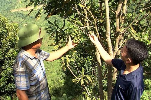 Nông dân chuyển đổi cơ cấu cây trồng, phát triển kinh tế