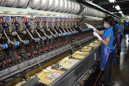 Phát triển dâu tằm tơ bền vững - chủ động từ nguồn giống