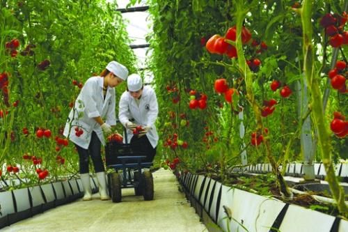 Ứng dụng thương mại điện tử và truy xuất nguồn gốc trong tiêu thụ nông sản