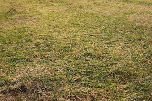 Trên 4.000 ha lúa ở Sóc Trăng bị đổ do mưa lớn
