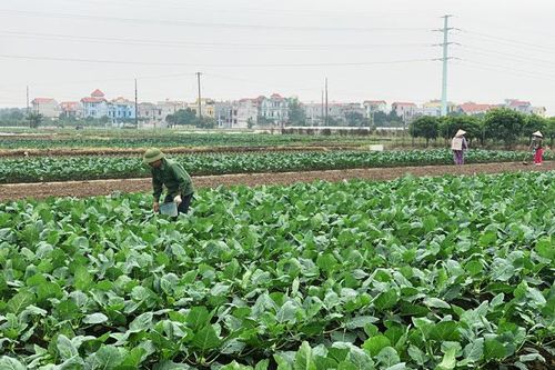 Nông nghiệp Thủ đô nỗ lực đạt mục tiêu tăng trưởng