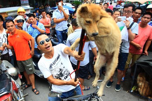 Dư luận Trung Quốc kêu gọi chấm dứt nạn bạo hành động vật